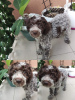 Zdjęcie №2 do zapowiedźy № 65026 na sprzedaż  lagotto romagnolo - wkupić się Serbia hodowca