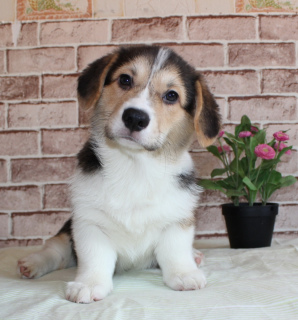 Zdjęcie №1. welsh corgi - na sprzedaż w Petersburg | 3933zł | Zapowiedź №1640