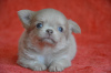 Zdjęcie №2 do zapowiedźy № 7897 na sprzedaż  chihuahua (rasa psów) - wkupić się Federacja Rosyjska 