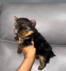 Zdjęcie №4. Sprzedam yorkshire terrier w Gelsenkirchen.  - cena - negocjowane