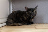 Dodatkowe zdjęcia: Kot szylkretowy Cynamon szuka domu i kochającej rodziny!