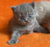 Zdjęcie №2 do zapowiedźy № 75005 na sprzedaż  kot brytyjski krótkowłosy - wkupić się USA prywatne ogłoszenie