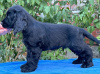 Zdjęcie №3. Cocker spaniel angielski, piesek. Serbia