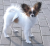 Dodatkowe zdjęcia: CONTINENTAL TOY SPANIEL/PAPILLON 