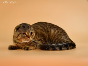 Zdjęcie №1. scottish fold - na sprzedaż w Charków | 954zł | Zapowiedź № 5928