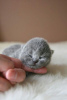 Zdjęcie №2 do zapowiedźy № 59732 na sprzedaż  scottish fold - wkupić się Francja hodowca