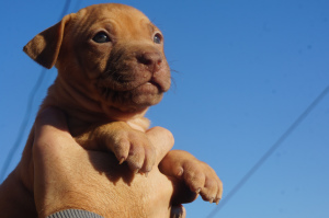 Dodatkowe zdjęcia: Hodowla LOVELY HEARTS, szczenięta pit bull terriera hodowli sportowej