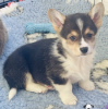 Dodatkowe zdjęcia: Szczenięta Pembroke Welsh Corgi