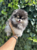 Dodatkowe zdjęcia: Pomeranian Spitz szczeniaki