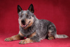 Zdjęcie №1. australian cattle dog - na sprzedaż w Mińsk | negocjowane | Zapowiedź №110246