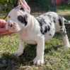 Zdjęcie №1. american bully - na sprzedaż w Kreivilä | Bezpłatny | Zapowiedź №124061