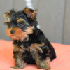 Zdjęcie №1. yorkshire terrier - na sprzedaż w Bremen | 1109zł | Zapowiedź №119346