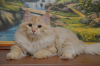 Zdjęcie №2 do zapowiedźy № 17313 na sprzedaż  kot syberyjski - wkupić się Białoruś od żłobka, hodowca