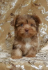 Zdjęcie №2 do zapowiedźy № 39675 na sprzedaż  yorkshire terrier - wkupić się USA 