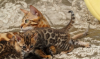 Zdjęcie №1. kot bengalski - na sprzedaż w Indio | 1585zł | Zapowiedź № 95828