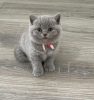 Zdjęcie №1. kot brytyjski krótkowłosy - na sprzedaż w Greensboro | 1188zł | Zapowiedź № 87602
