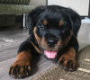 Zdjęcie №1. rottweiler - na sprzedaż w Oslo | 1674zł | Zapowiedź №56649