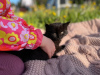 Zdjęcie №3. Kociak Figowiec w dobrych rękach. Federacja Rosyjska