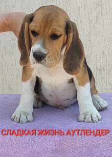Zdjęcie №2 do zapowiedźy № 2685 na sprzedaż  beagle (rasa psa) - wkupić się Federacja Rosyjska od żłobka