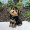 Zdjęcie №1. yorkshire terrier - na sprzedaż w Havana | negocjowane | Zapowiedź №77652