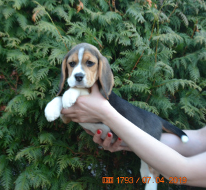 Zdjęcie №3. Szczenięta Beagle z hodowli Simonalend. Federacja Rosyjska