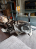 Zdjęcie №2 do zapowiedźy № 63761 na sprzedaż  kot bengalski - wkupić się Niemcy prywatne ogłoszenie, od żłobka