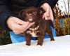 Zdjęcie №2 do zapowiedźy № 13871 na sprzedaż  chihuahua (rasa psów) - wkupić się Federacja Rosyjska hodowca