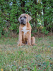 Zdjęcie №3. Cane Corso (FCI). Polska