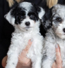 Dodatkowe zdjęcia: chiots disponibles pour le relogement