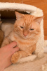 Zdjęcie №3. Wspaniały kot Orange jest gotowy, aby stać się Twoim osobistym słońcem.. Federacja Rosyjska
