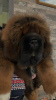 Zdjęcie №2 do zapowiedźy № 8805 na sprzedaż  mastif tybetański - wkupić się Federacja Rosyjska hodowca