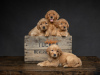 Zdjęcie №1. golden retriever - na sprzedaż w Helsinki | negocjowane | Zapowiedź №88137