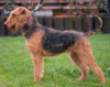 Zdjęcie №3. Airedale Terrier FCI. Polska