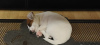 Dodatkowe zdjęcia: Śliczne szczeniaczki Jack Russell Terrier