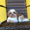 Zdjęcie №1. shih tzu - na sprzedaż w Cairns | negocjowane | Zapowiedź №24815