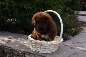 Zdjęcie №4. Sprzedam mastif tybetański w Samara.  - cena - Bezpłatny