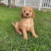 Zdjęcie №1. labradoodle - na sprzedaż w Gouvia | 1465zł | Zapowiedź №65067