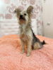 Zdjęcie №1. yorkshire terrier - na sprzedaż w Petersburg | Bezpłatny | Zapowiedź №7852