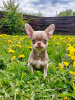 Dodatkowe zdjęcia: Samiec Chihuahua jest otwarty na krycie.