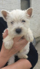 Zdjęcie №2 do zapowiedźy № 96958 na sprzedaż  west highland white terrier - wkupić się Finlandia prywatne ogłoszenie