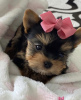 Zdjęcie №1. yorkshire terrier - na sprzedaż w Kecskemét | negocjowane | Zapowiedź №110178