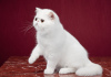 Zdjęcie №2 do zapowiedźy № 41775 na sprzedaż  kot egzotyczny - wkupić się Federacja Rosyjska hodowca