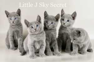 Zdjęcie №3. Certyfikowana hodowla „Sky Secret” oferuje kocięta rasy rosyjskiej niebieskiej.. Federacja Rosyjska