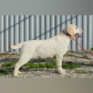 Zdjęcie №3. Szczenięta Labrador Retriever. Federacja Rosyjska