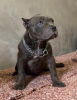 Zdjęcie №1. american bully - na sprzedaż w Belgrad | negocjowane | Zapowiedź №108285