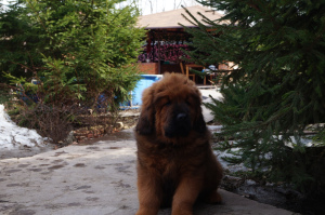 Zdjęcie №3. Mastiff tybetański. Szczenięta. Federacja Rosyjska