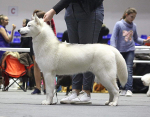 Dodatkowe zdjęcia: Pokaż szczeniaki Husky