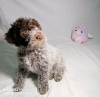 Zdjęcie №4. Sprzedam lagotto romagnolo w Kragujevac.  - cena - negocjowane