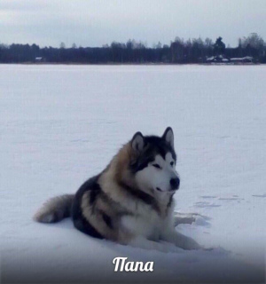 Dodatkowe zdjęcia: Rasa Alaskan Malamute