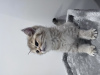 Zdjęcie №2 do zapowiedźy № 81995 na sprzedaż  kot brytyjski krótkowłosy - wkupić się Kanada prywatne ogłoszenie